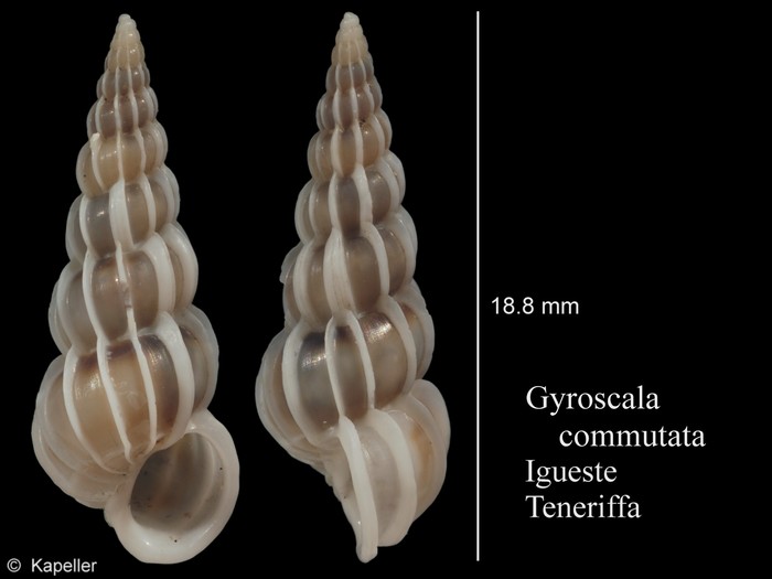 Gyroscala commutata