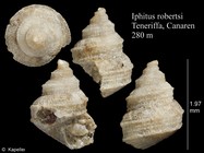 Iphitus robertsi