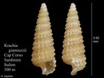 Krachia giannuzzii