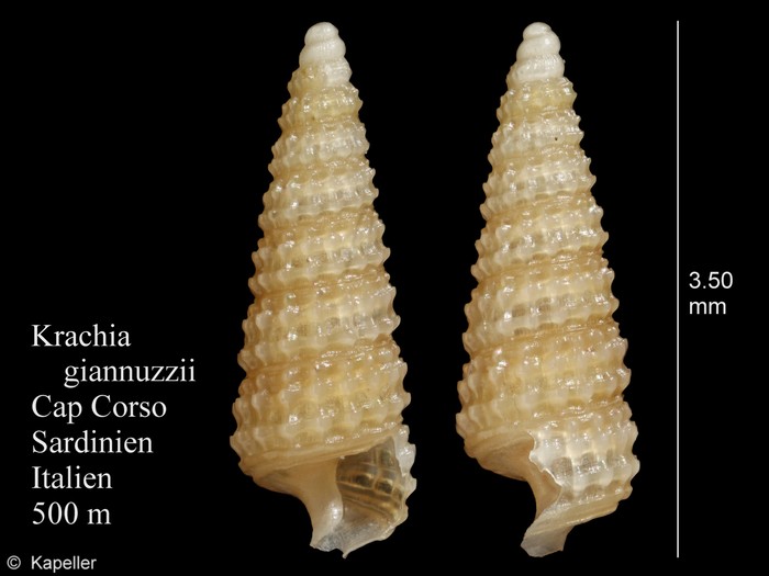 Krachia giannuzzii