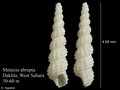 Mollusca (molluscs)
