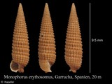 Monophorus erythrosoma, author: Kapeller, Rudolf