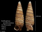 Ionthoglossa pseudocanarica