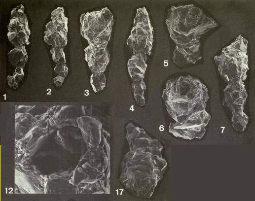 Reophax scorpiurus Montfort, 1808 Neotype and Paraneotypes Reophax scorpiurus Montfort, 1808 Neotype and Paraneotypes
