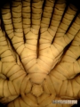 Oxycomanthus mirus Rowe et al.1986