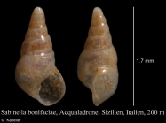 Sabinella bonifaciae