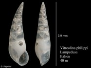 Vitreolina philippi