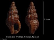 Chauvetia brunnea