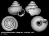 Holotype of Angustopila pustulata Pl-Gergely & Hunyadi, 2023, author: Pl-Gergely, Barna