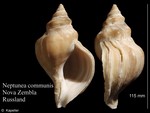 Neptunea communis