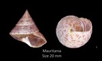 Calliostoma granulatum (Born, 1778)