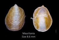 Crepidula porcellana Lamarck, 1801