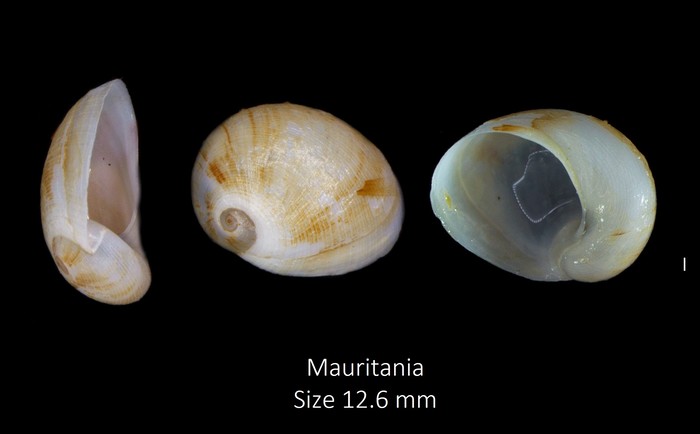 Sinum bifasciatum (Récluz, 1851)