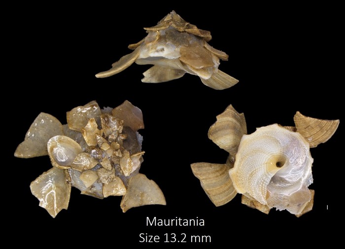 Xenophora crispa (König, 1825)