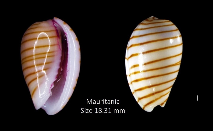 Persicula cingulata (Dillwyn, 1817)