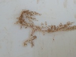 Ctenostomatida