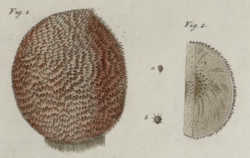 Alcyonium cranium Müller, 1776 Alcyonium cranium Müller, 1776