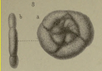 Trochammina anceps Brady, 1876 Trochammina anceps Brady, 1876