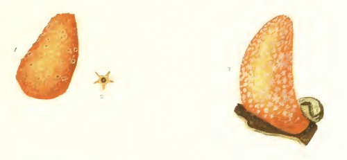 Alcyonium massa Müller, 1776 Alcyonium massa Müller, 1776