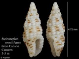 Steironepion moniliferum, author: Kapeller, Rudolf