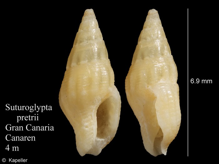 Suturoglypta pretrii