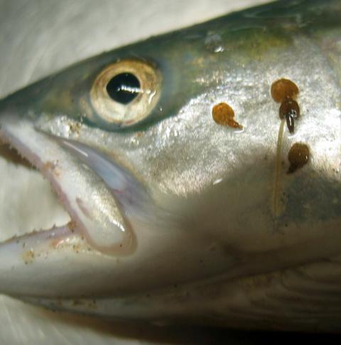 parasitaire copepoden parasitaire copepoden
