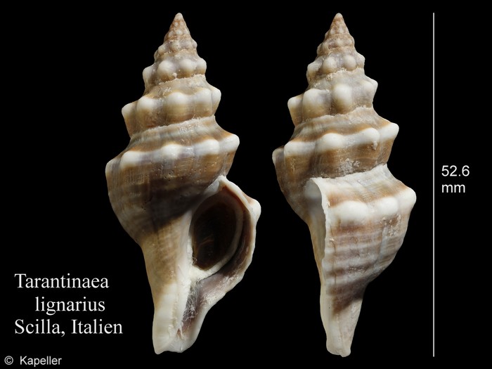 Tarantinaea lignarius