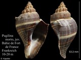 Pugilina morio, author: Kapeller, Rudolf