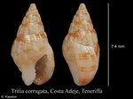 Tritia corrugata