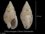 Tritia corrugata