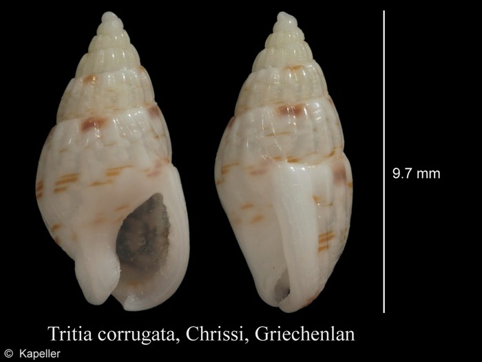 Tritia corrugata