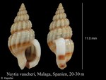 Naytia vaucheri