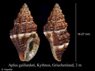 Aplus gaillardoti