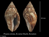 Pisania striata, author: Kapeller, Rudolf