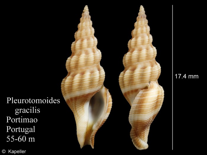 Pleurotomoides gracilis