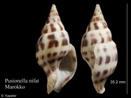 Pusionella nifat