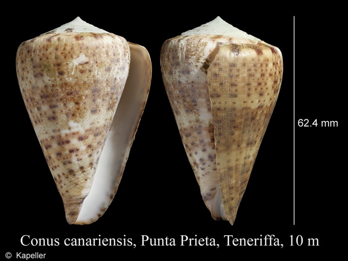 Conus canariensis