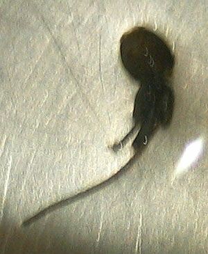 parasitaire copepoden parasitaire copepoden