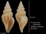 Vexiguraleus hispidulus