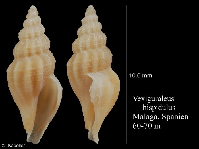 Vexiguraleus hispidulus