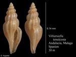 Villiersiella tenuicosta