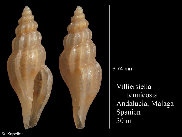 Villiersiella tenuicosta