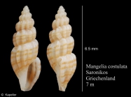 Mangelia costulata