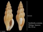 Smithiella costulata