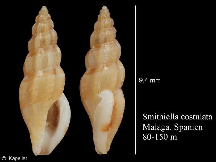 Smithiella costulata