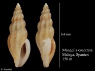 Mangelia coarctata