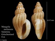 Mangelia melitensis