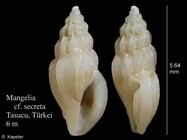 Mangelia secreta