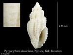 Pyrgocythara stosiciana