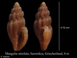 Mangelia striolata, author: Kapeller, Rudolf